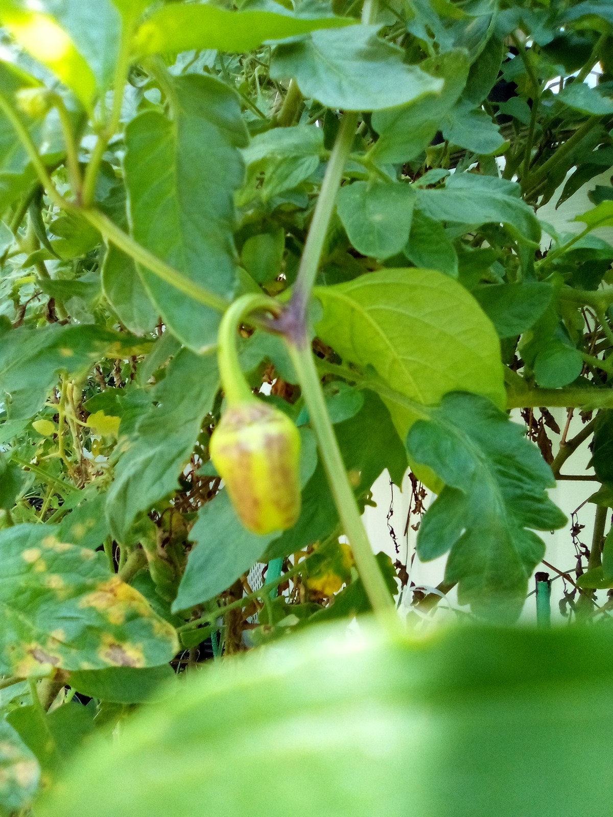 Purple Side Kick Pepper Seeds (Sweet&Spicy)