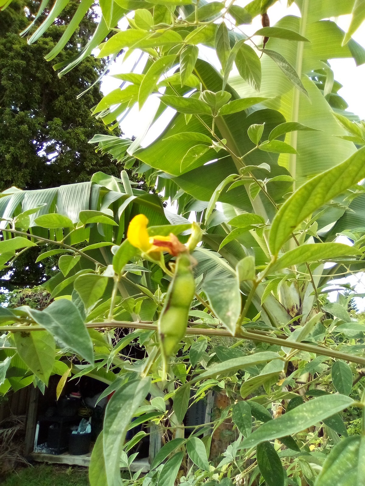Organic Pigeon Peas Gandules 50 Seeds (Cajanus cajan) Heirloom Non GMO