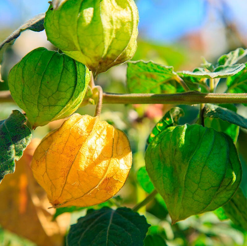 30 Organic Golden Berry Seeds ~ Ground Cherry Seeds, FREE SHIPPING