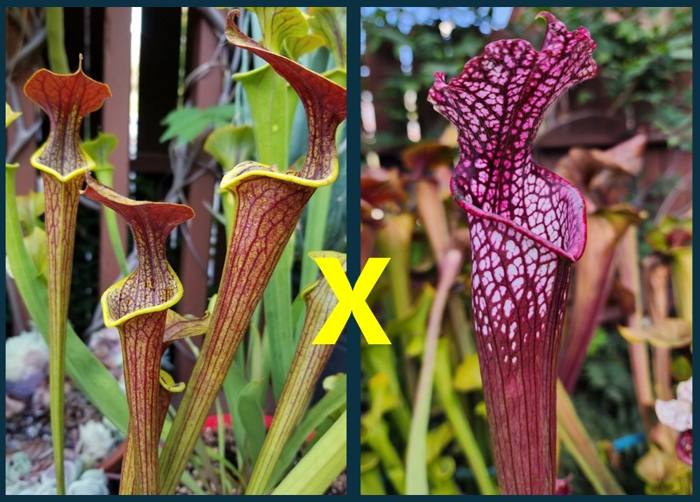 2025 SARRACENIA SEEDS: WASP (FLAVA X ALATA) X LEUCOPHYLLA NEON PINK [CP SEED]