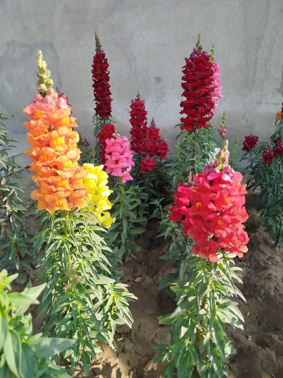 2000 SNAPDRAGON CORONA MIX Antirrhinum Majus Flower Seeds *Flat S/H