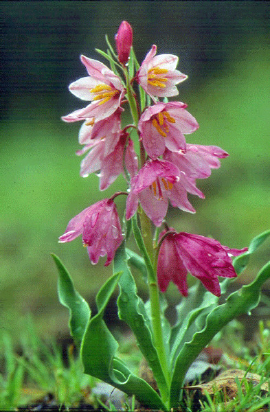 Fritillaria pluriflora | Adobe Lily | 5 Seeds