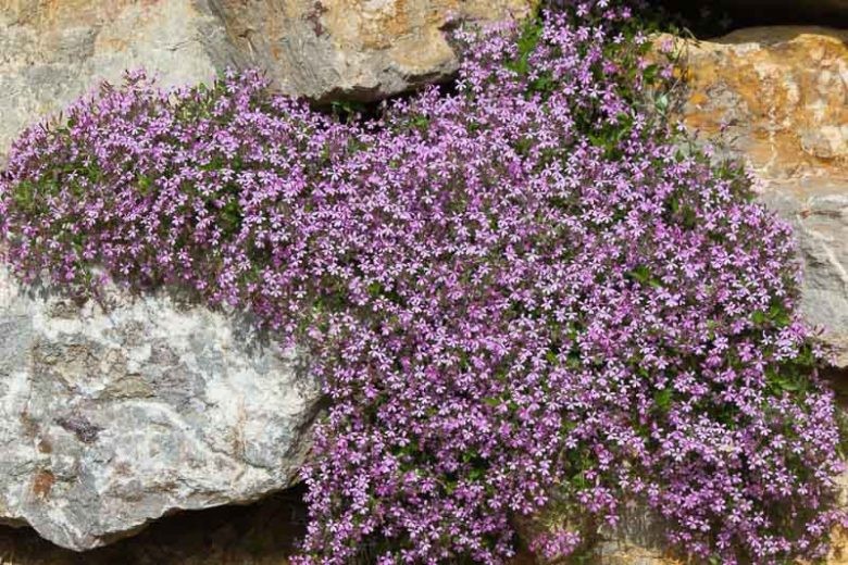 Soapwort Seeds Saponaria ocymoides Free Shipping!