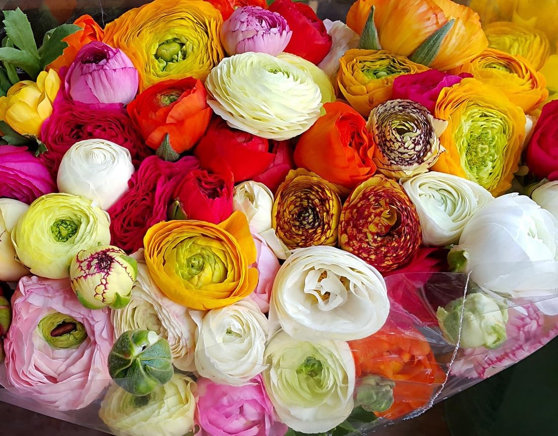 French Peony Mixed Ranunculus – 12 Largest Size Corms, Premium Ranunculus Bul…
