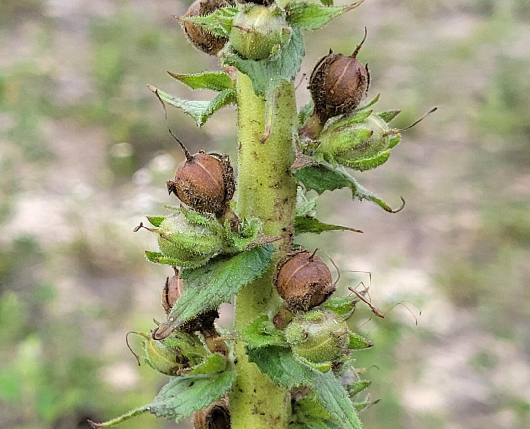 Wand Mullein | 25 Seeds | Verbascum virgatum | Florida Grown | Wild Harvested