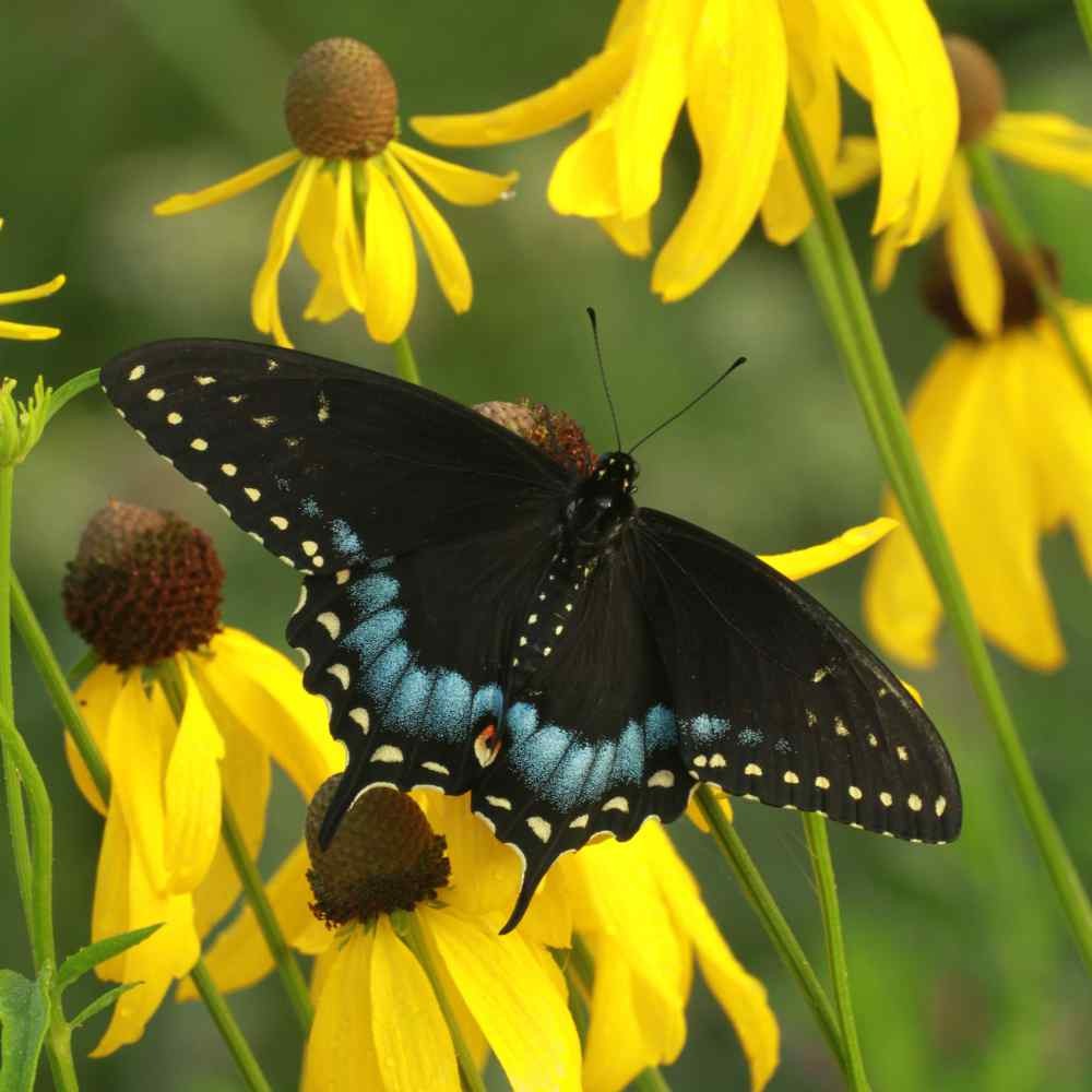 200 Seeds Echinacea Paradoxa Drought Tolerant Xeriscaping Yellow Coneflower