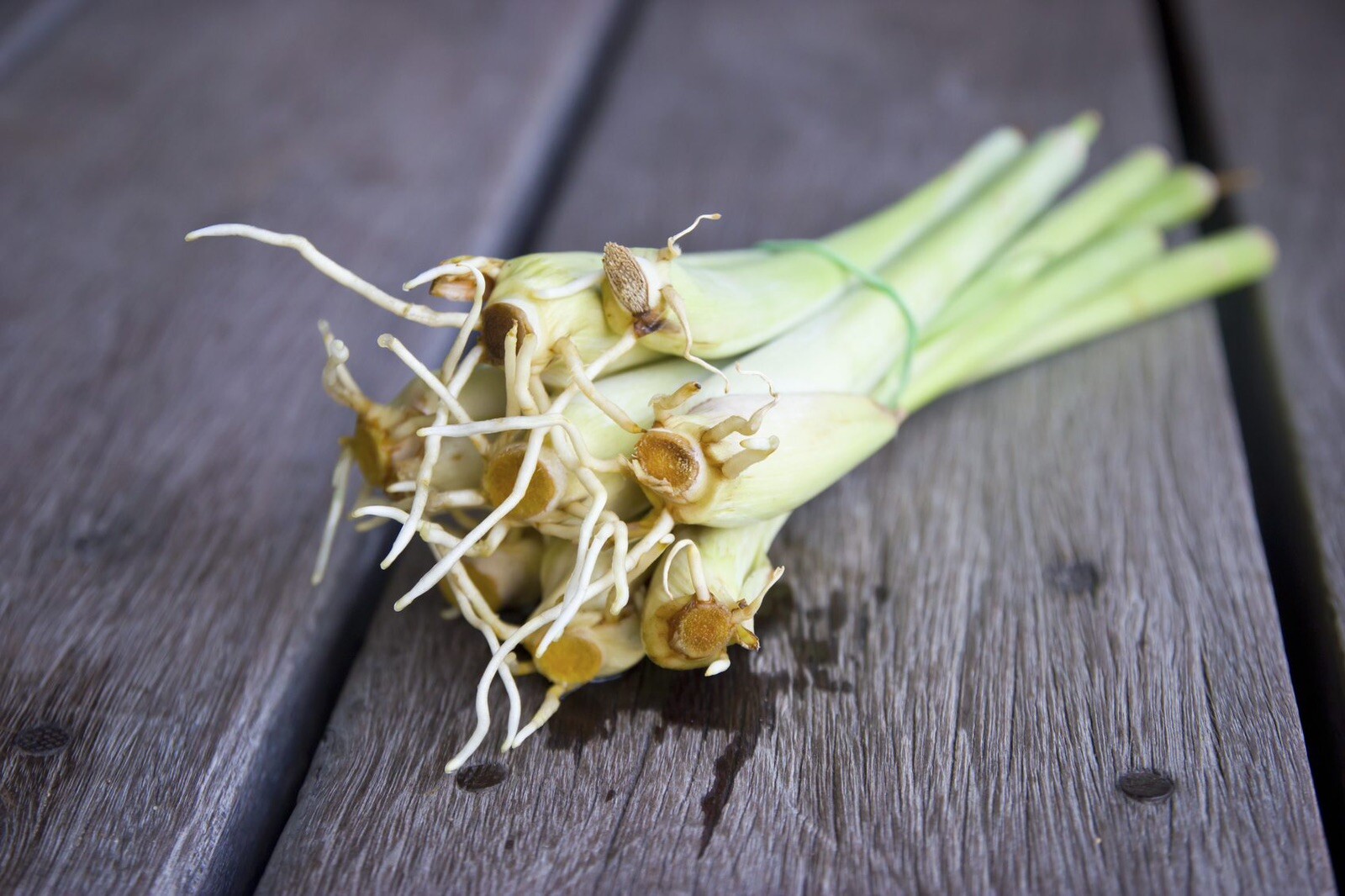 3 Rooting Lemongrass Stalks Cymbopogon Herb Sereh Plant EZ to Grow Lemon Grass