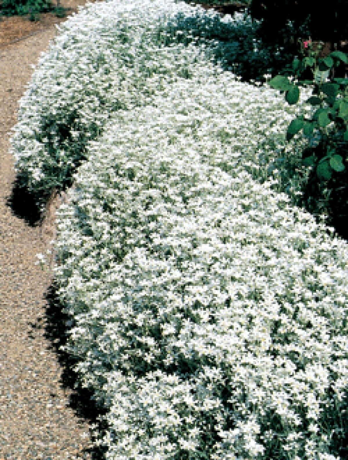 501+SNOW IN SUMMER Flower Seeds Perennial Flowering Groundcover Drought Tolerant