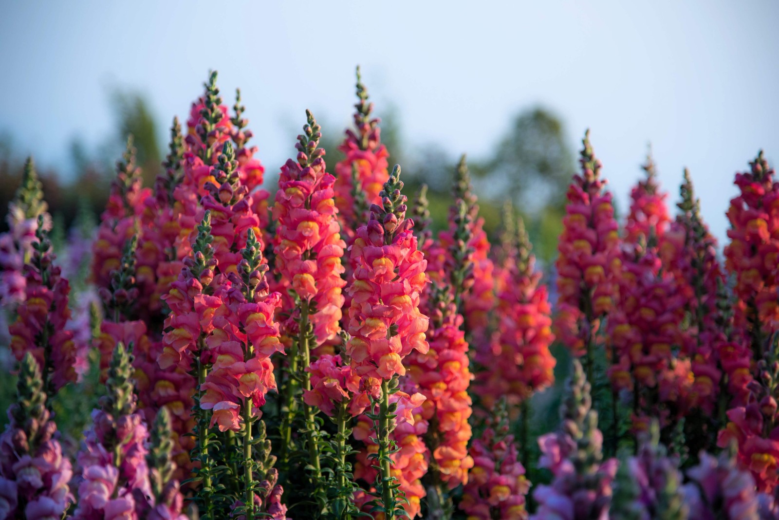 2000 SNAPDRAGON CORONA MIX Antirrhinum Majus Flower Seeds *Flat S/H