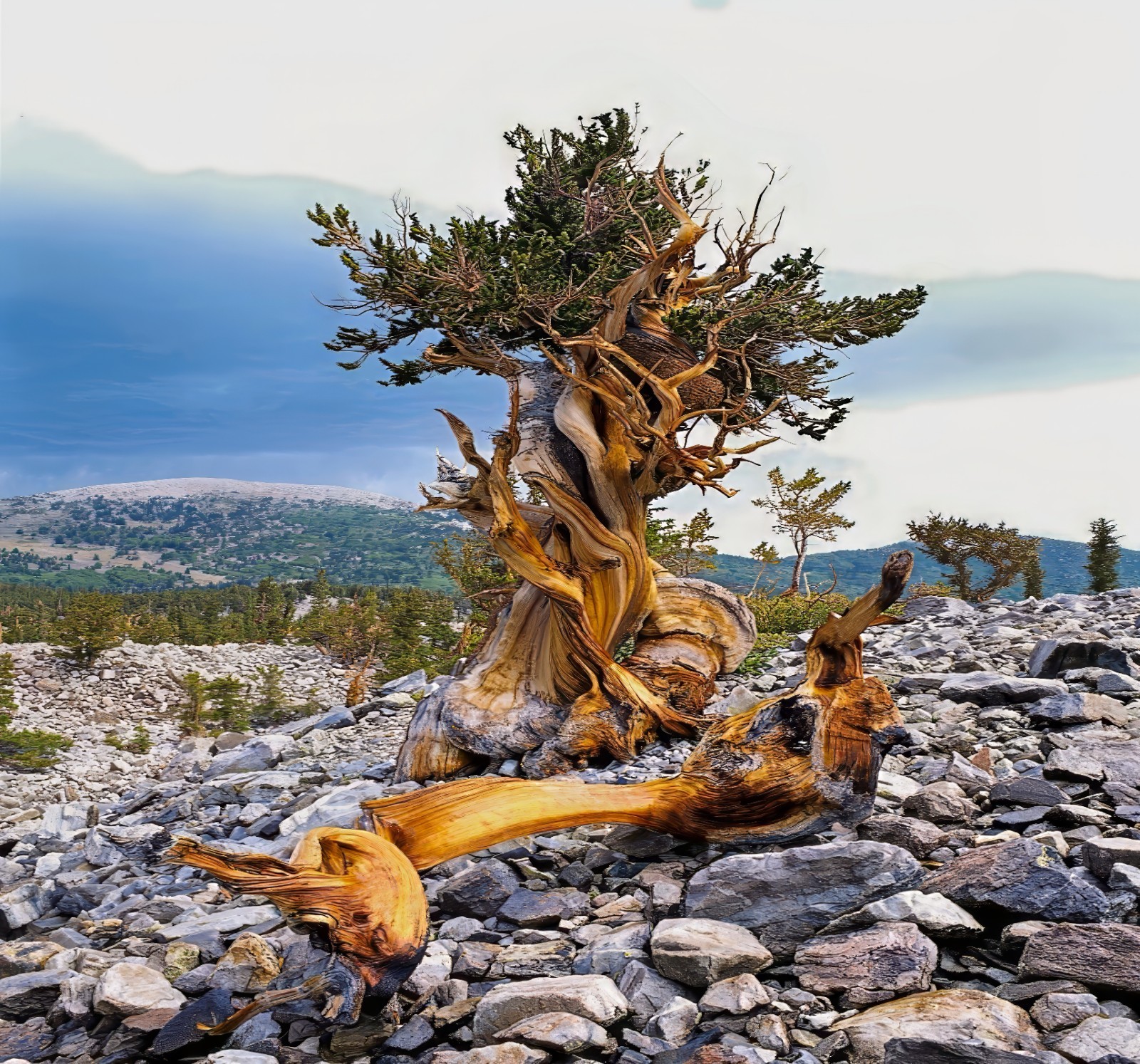 10 Bristlecone Pine Seeds (Pinus aristata) “OLDEST Living Tree in the WORLD!”