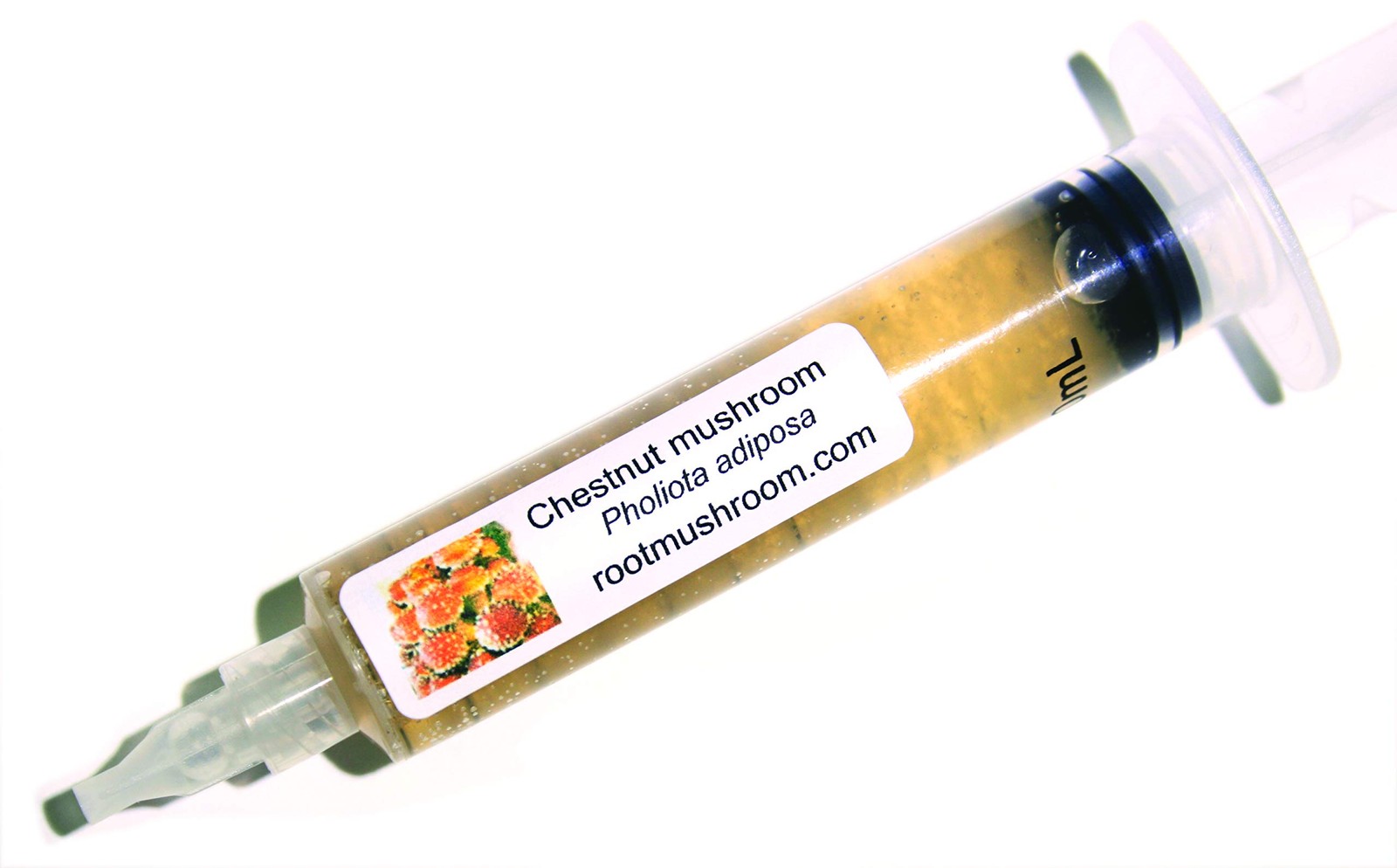 Mushroom Liquid Cultures – Chestnut Mushroom (Pholiota adiposa) Buy Online