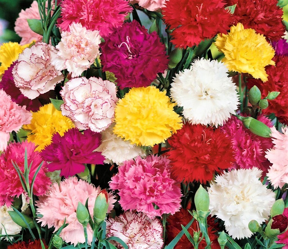 Rainbow Carnation Blend Flower Seeds 15+ FREE SHIPPING!