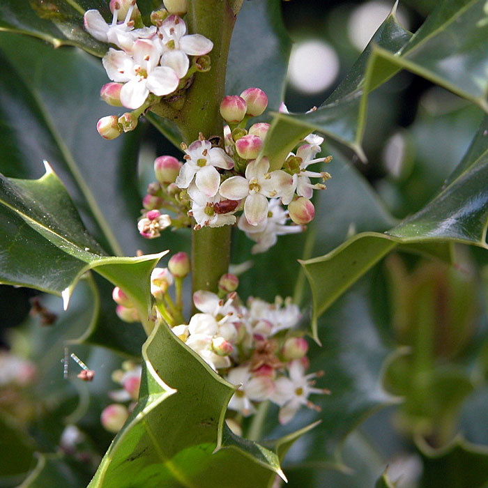 English Holly, Ilex aquifolium, Tree Seeds (Showy Evergreen, Hedge)