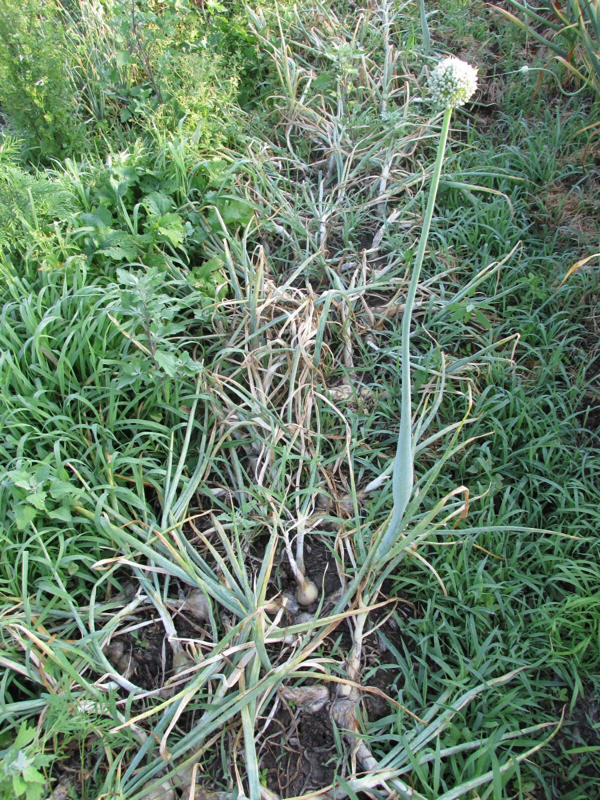 Green Mountain Potato Onion Seeds and Bulbs ~ Organic Multiplier Onions
