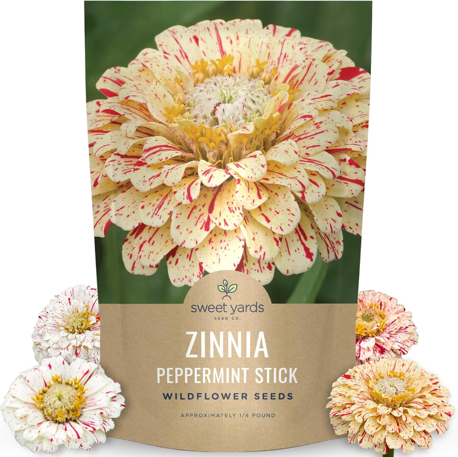 Zinnia Peppermint Stick – Bulk 1/4 Pound Pouch – 15,000 Flower Seeds for Plantin