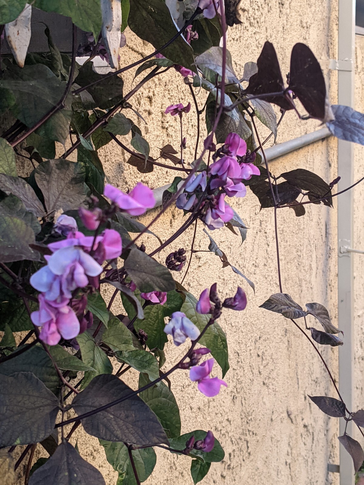 Purple Hyacinth Bean (20+ SEEDS) Lablab purpureus – 2024 Crop – Grown In USA