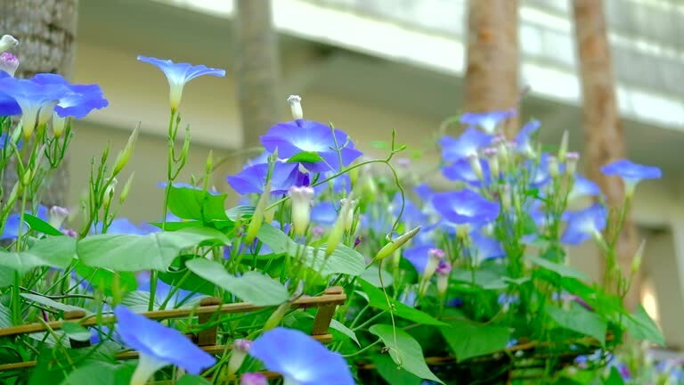 50 HEAVENLY BLUE MORNING GLORY SEEDS | SALE FREE SHIPPING NON GMO