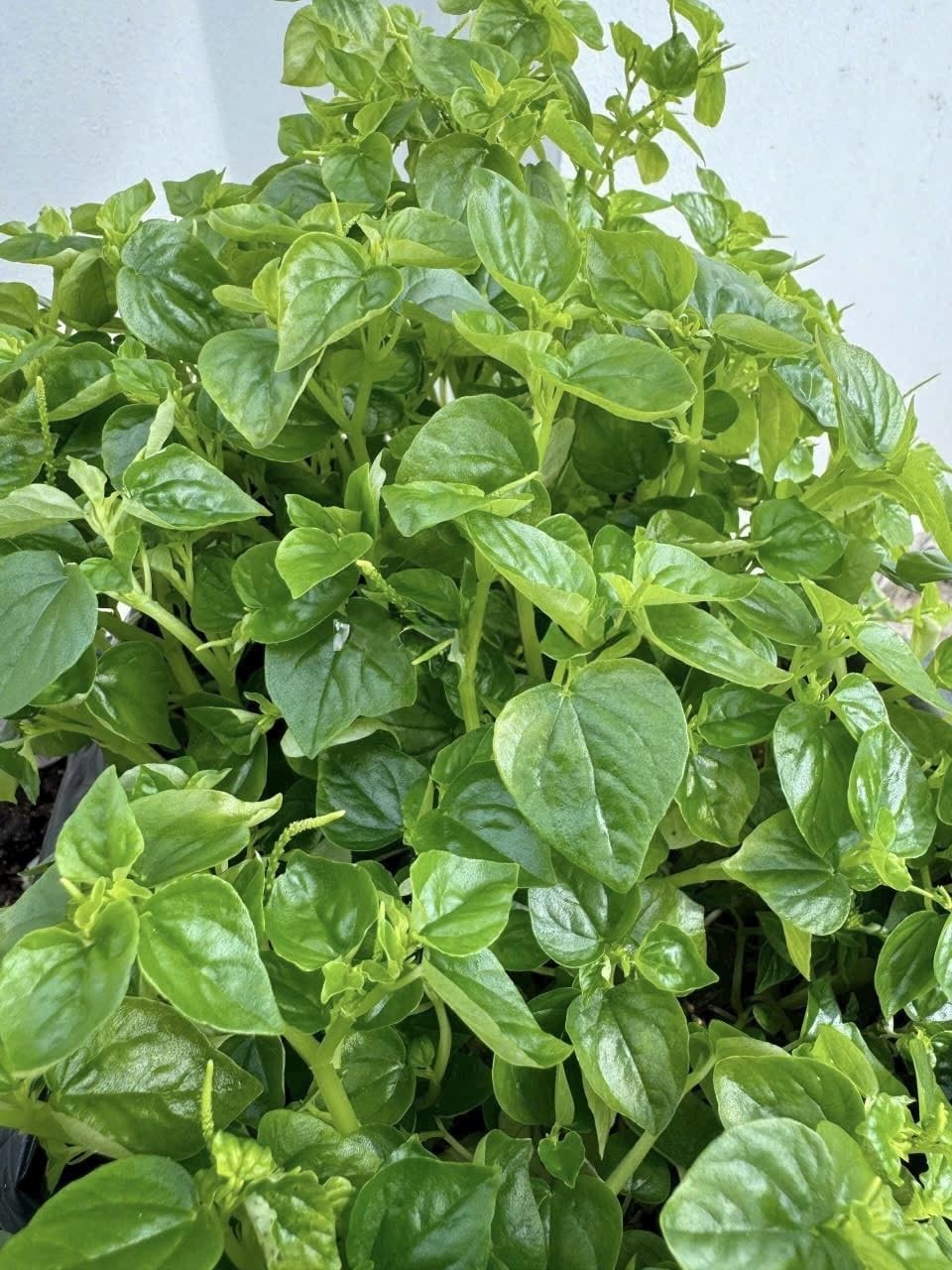 6000+ Premium Crab Claw Seeds – Rau Càng Cua, Peperomia Pellucida, Shiny Bush