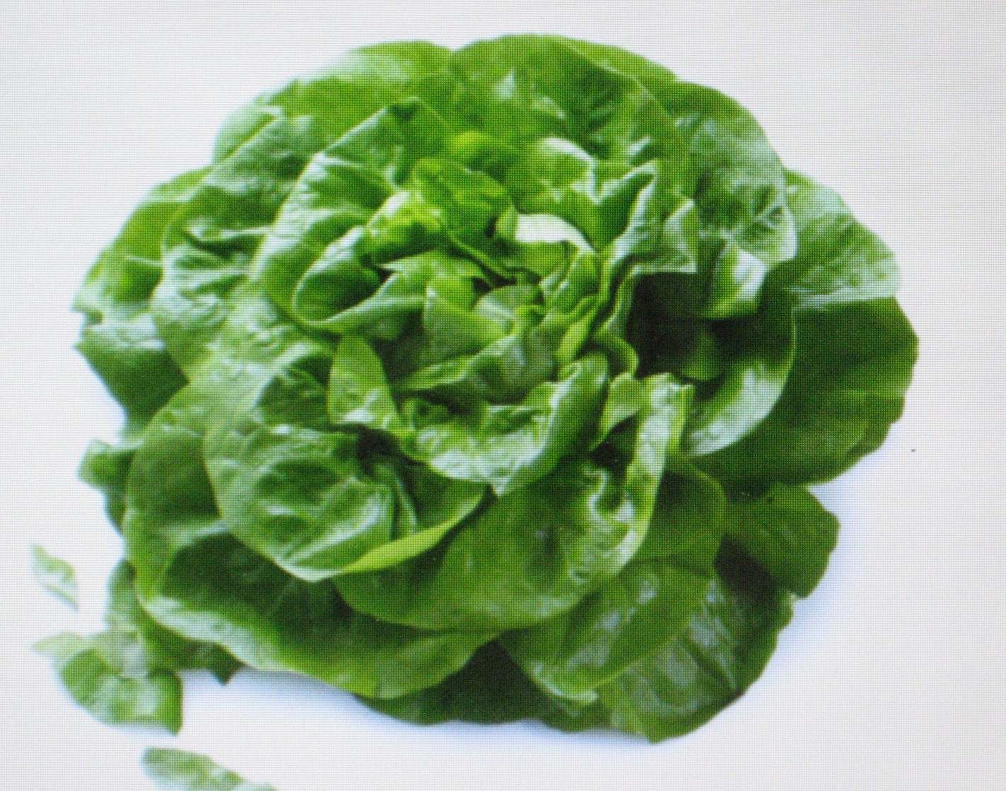 BUTTERHEAD*BUTTERCRUNCH LETTUCE*200 SEEDS