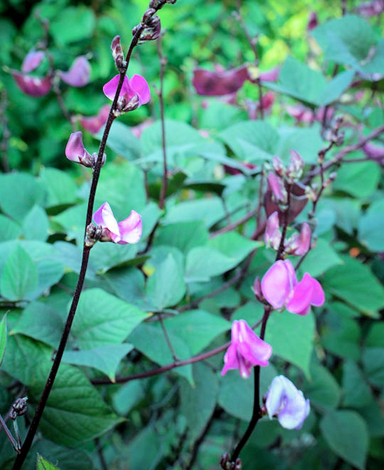 Lablab purpureus Hyacinth Ornamental Tropical Bean 10 Seeds Purple Flowers