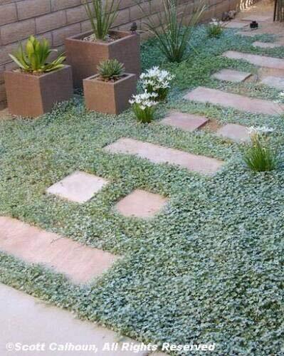 Dichondra Repens Aka Lawn Leaf Flower Evergreen Ground Cover Jocad (1000 Seeds)