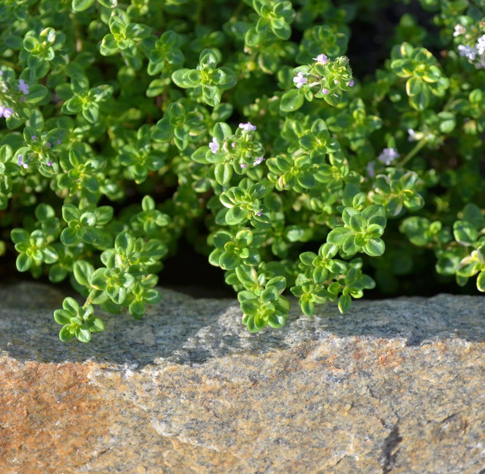 200 Lemon Thyme Seeds + 500 Shepherd’s Purse Seeds
