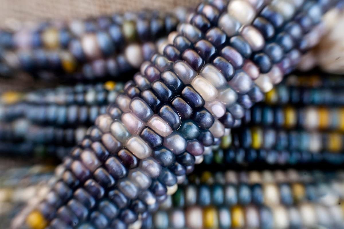 Shades of Blue Ornamental Corn Seeds | Blue Glass Gem Popcorn Hopi Seed 2024