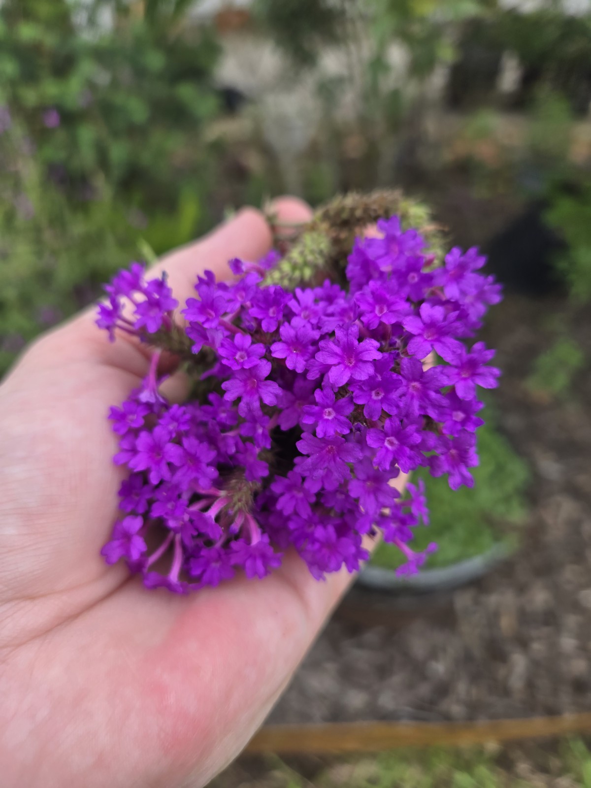 Purple Verbena Glandularia Rigida 20 Seeds Flower Perennial Sandpaper