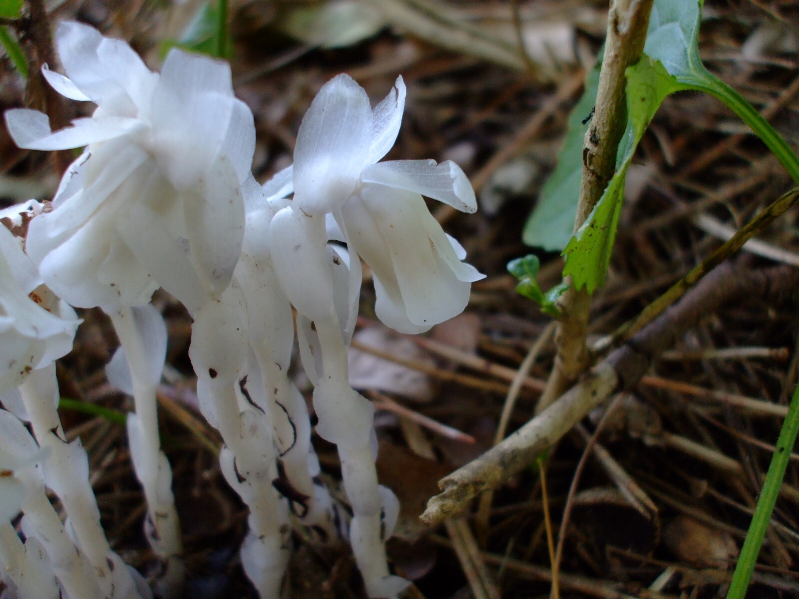 Monotropa uniflora (Indian Pipe) wildflower seed packet, Z 4 -8