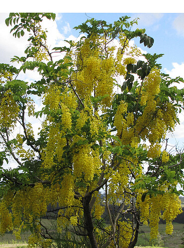 Cassia Fistula, Tropical Golden Shower Tree 20 Seeds, Ships From USA