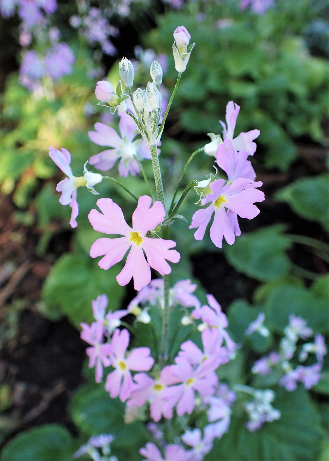 100 PINK FAIRY PRIMROSE Primula Malacoides Baby Primrose Shade Houseplant