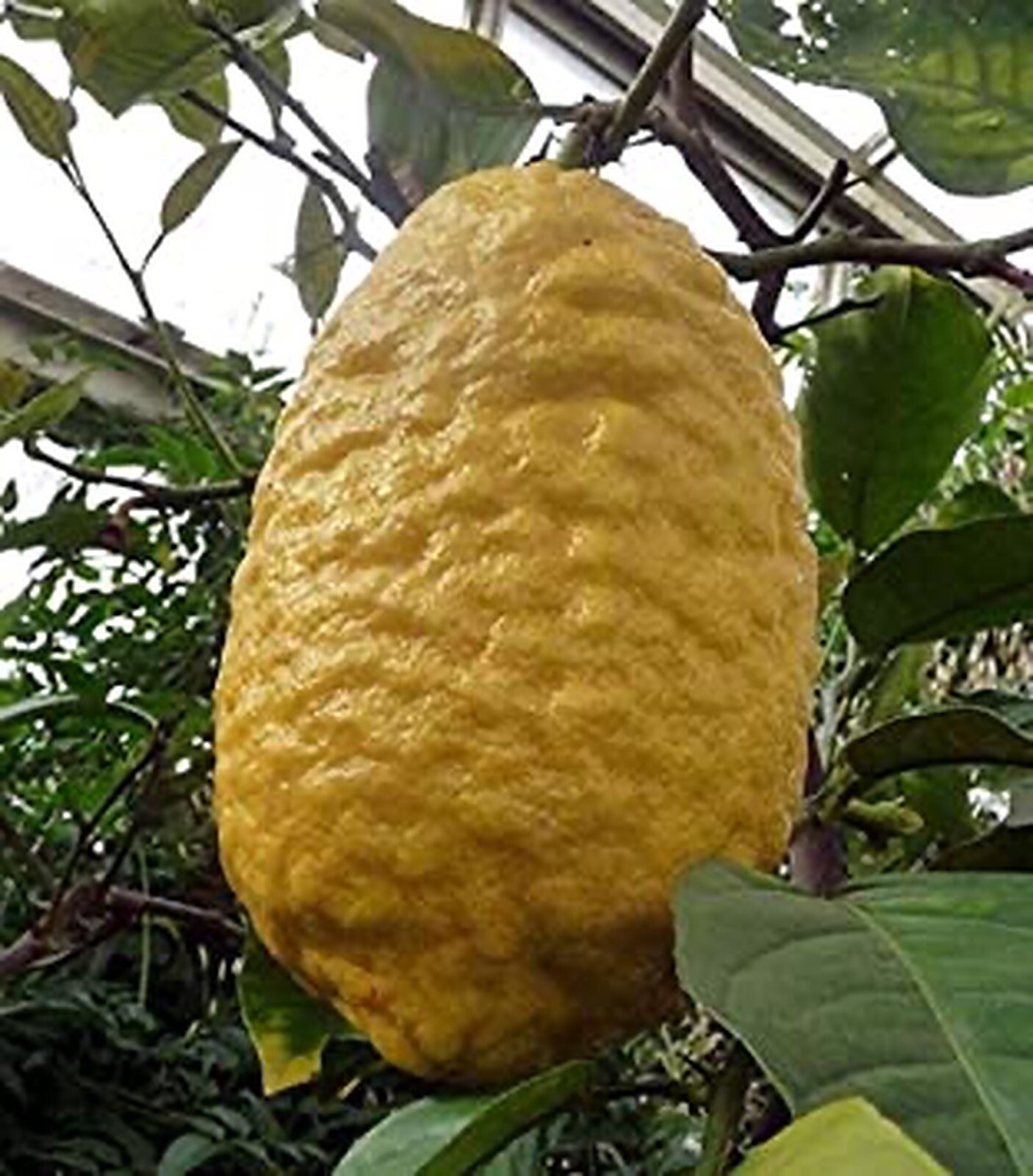 Etrog Citron Tree, 2.5 inch pot, No Ship Az, Ca, Fl, La, Tx, Hi, Ak