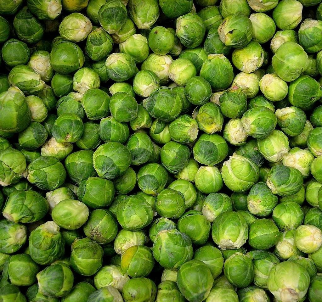 1,000 Brussel Sprouts Seeds LONG ISLAND IMPROVED free shipping