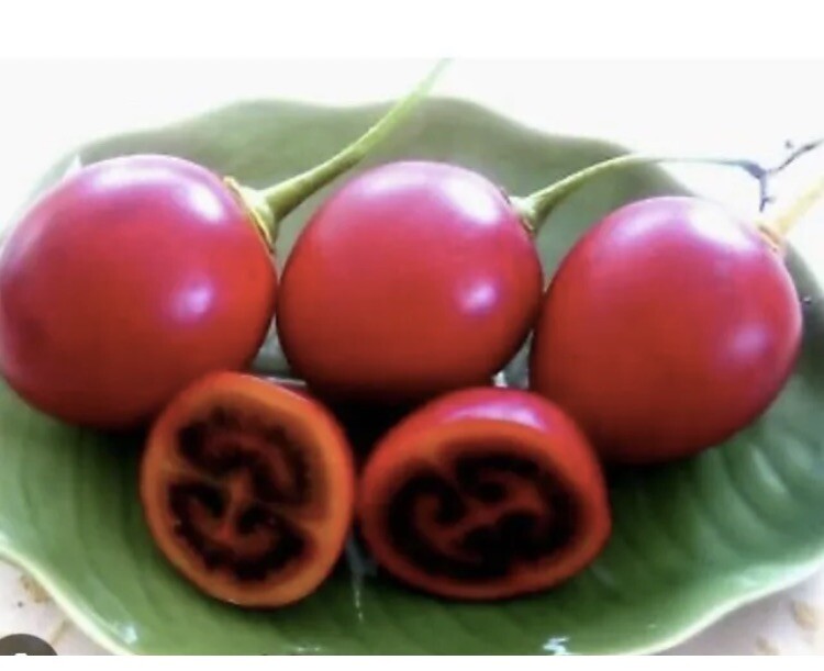 3”-8” Tamarillo Tomato Tree Plant/ Cyphomandra Betacea, Cà Chua Thân Gỗ