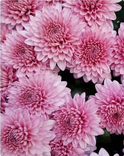 Light Pink Mum Chrysanthemum Seeds 200+ Seeds Mum Flower Flower Seeds