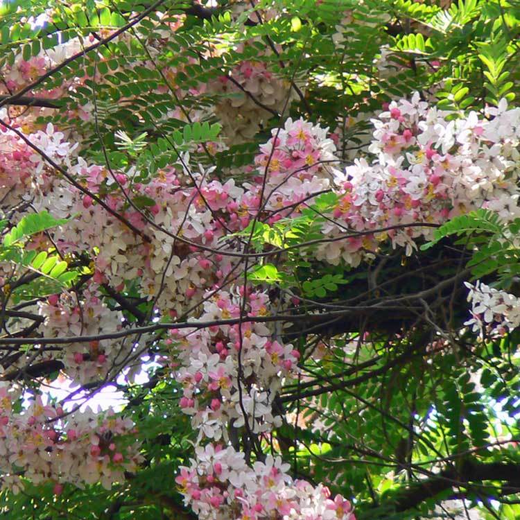 Cassia grandis PINK SHOWER TREE light pink flowers SEEDS!