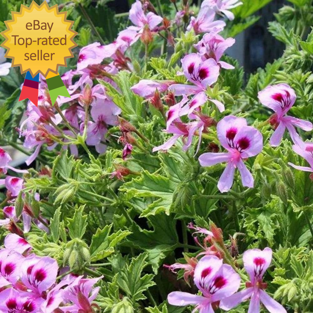 1500 Citronella Plant Seeds Non Gmo Citronella Plant Seeds Home Heirloom Garden