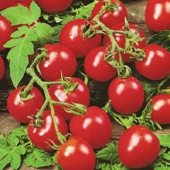 Tomato Cherry Seed Husky Red – 20 Seeds Garden Outdoor