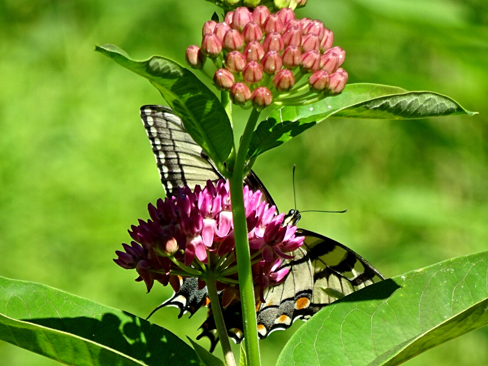 Purple Milkweed Aasclepias purpurascens Native Perennial 15 seeds 2023 Organic