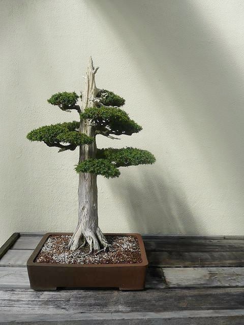 50+ Japanese Red Cedar Seeds Cryptomeria japonica Sugi Evergreen Bonsai