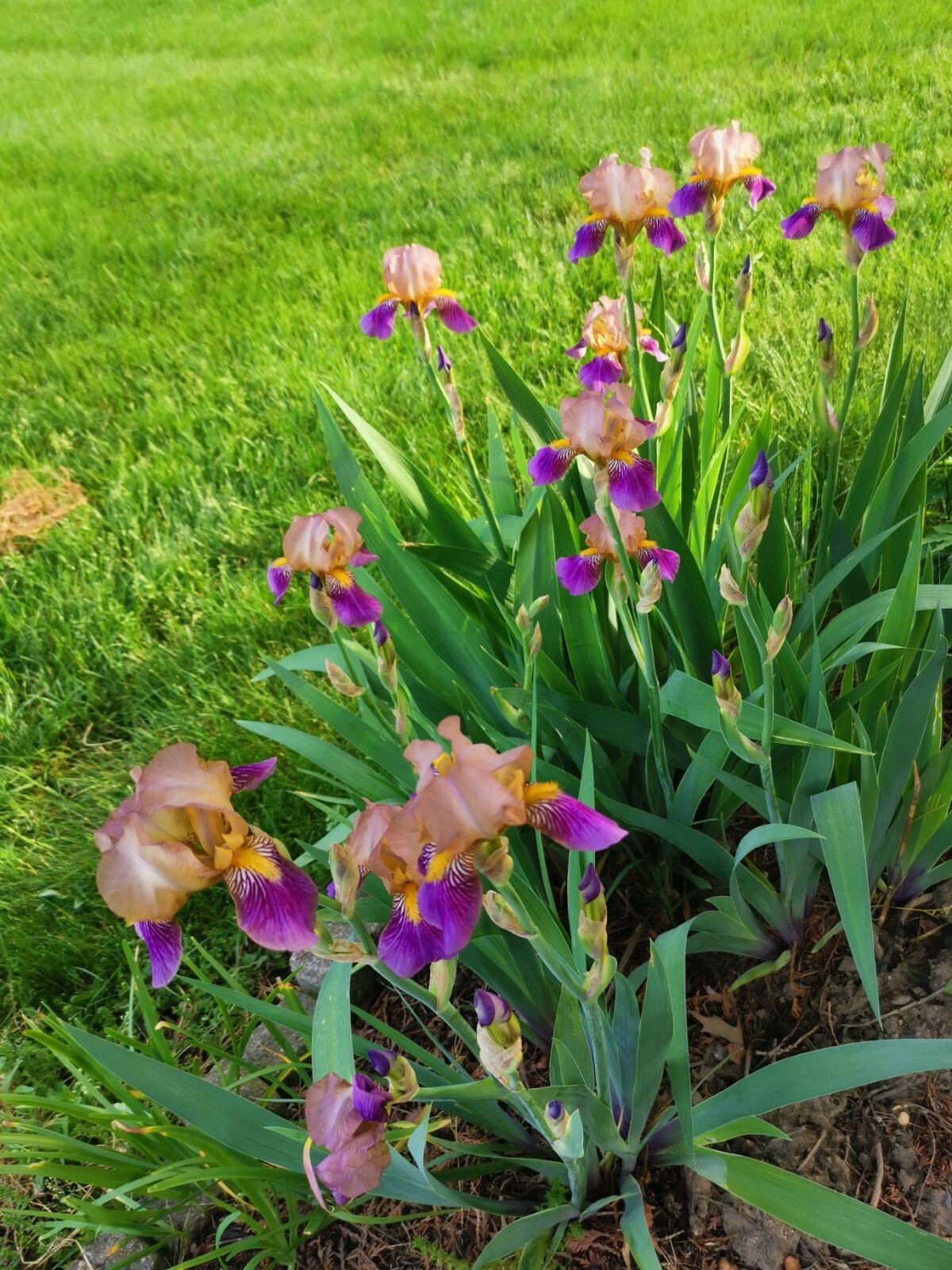 4 IRIS BULBS w/roots READY TO PLANT, Rare Light Purple Color