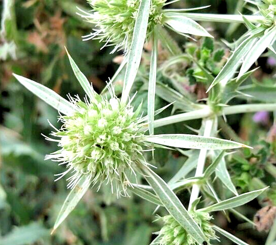 WHITE SEA HOLLY 100 SEEDS, ERYNGIUM, WHITE FLOWERS, mariesgreengarden