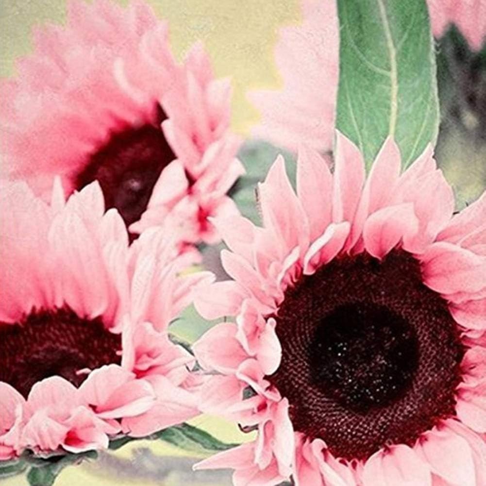 Fast Germinating 15 Count Rose Sunflower Seeds – Perfect for Summer Gardens