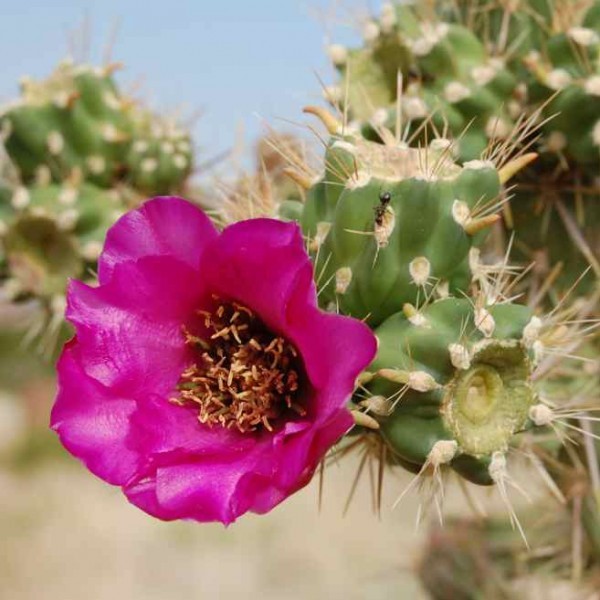 Cylindropuntia Imbricata aka Giant Tree Cholla 5 Seeds Free Shipping!