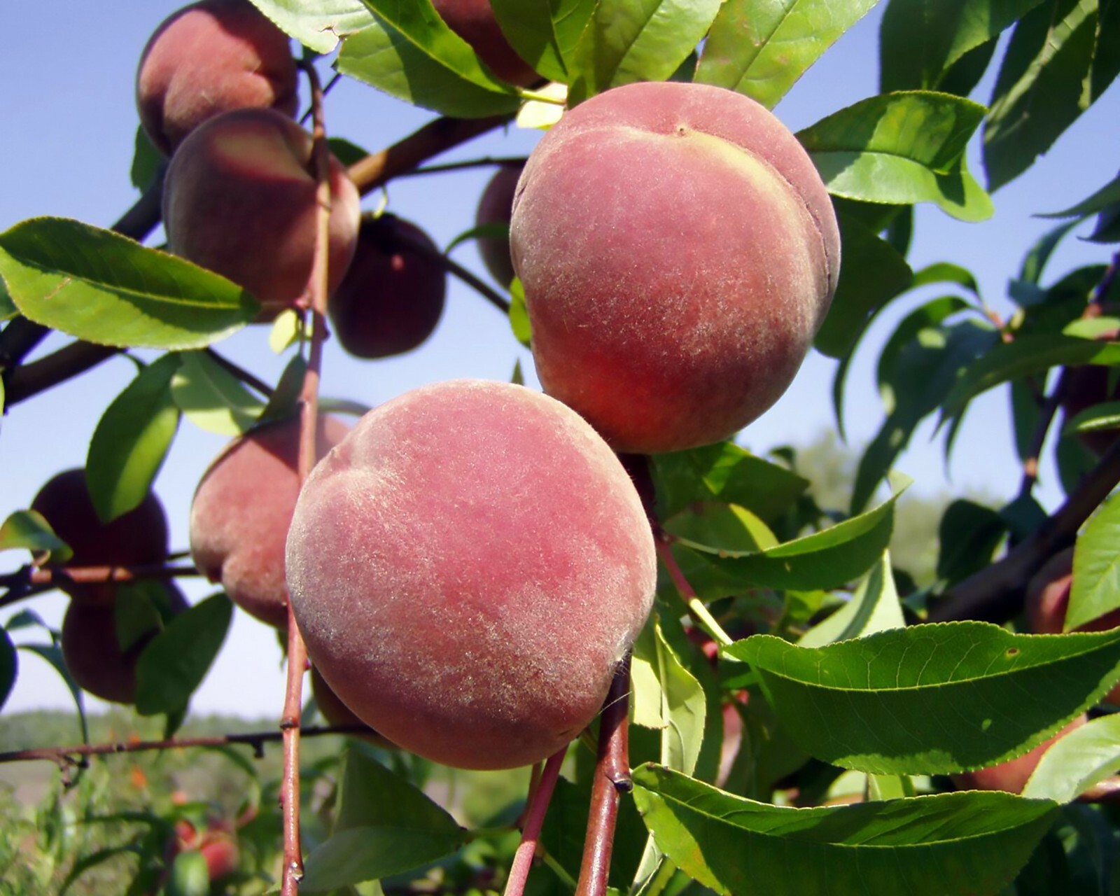 Nemaguard Peach, Prunus persica nemaguard, Seeds (Fast, Hardy, Edible, Showy)