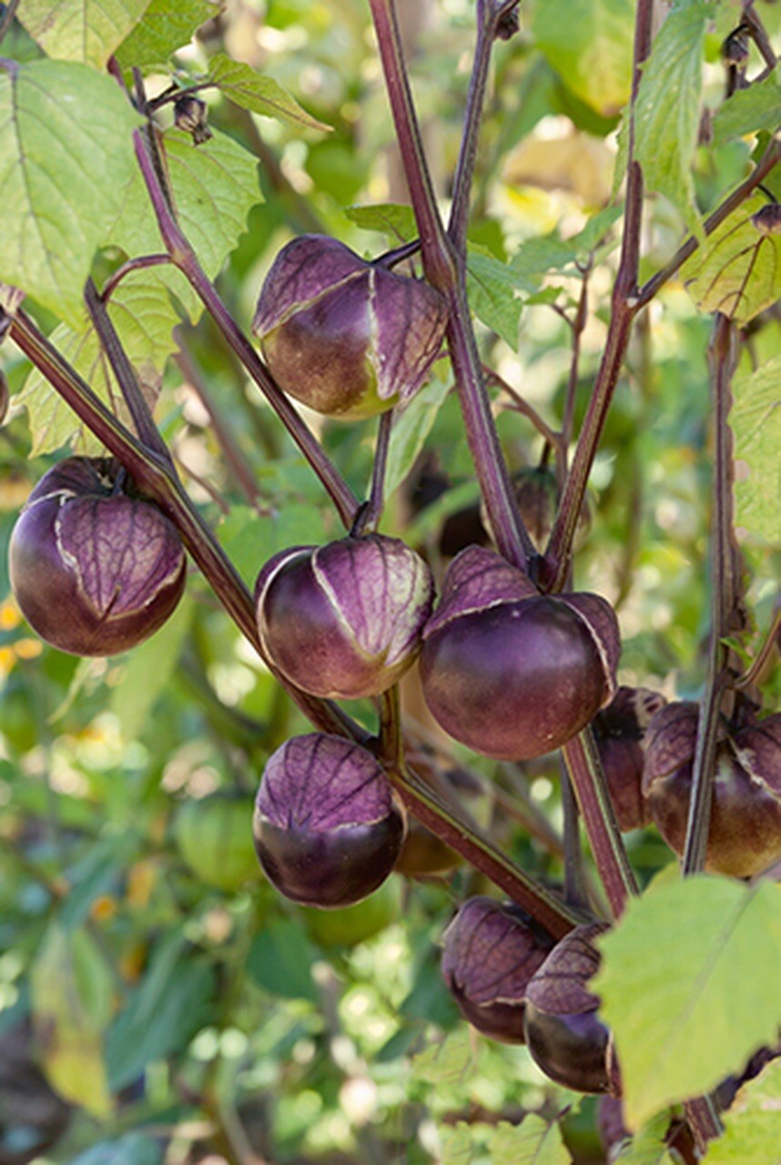 (40) PURPLE TOMATILLO Seeds Salsa plants