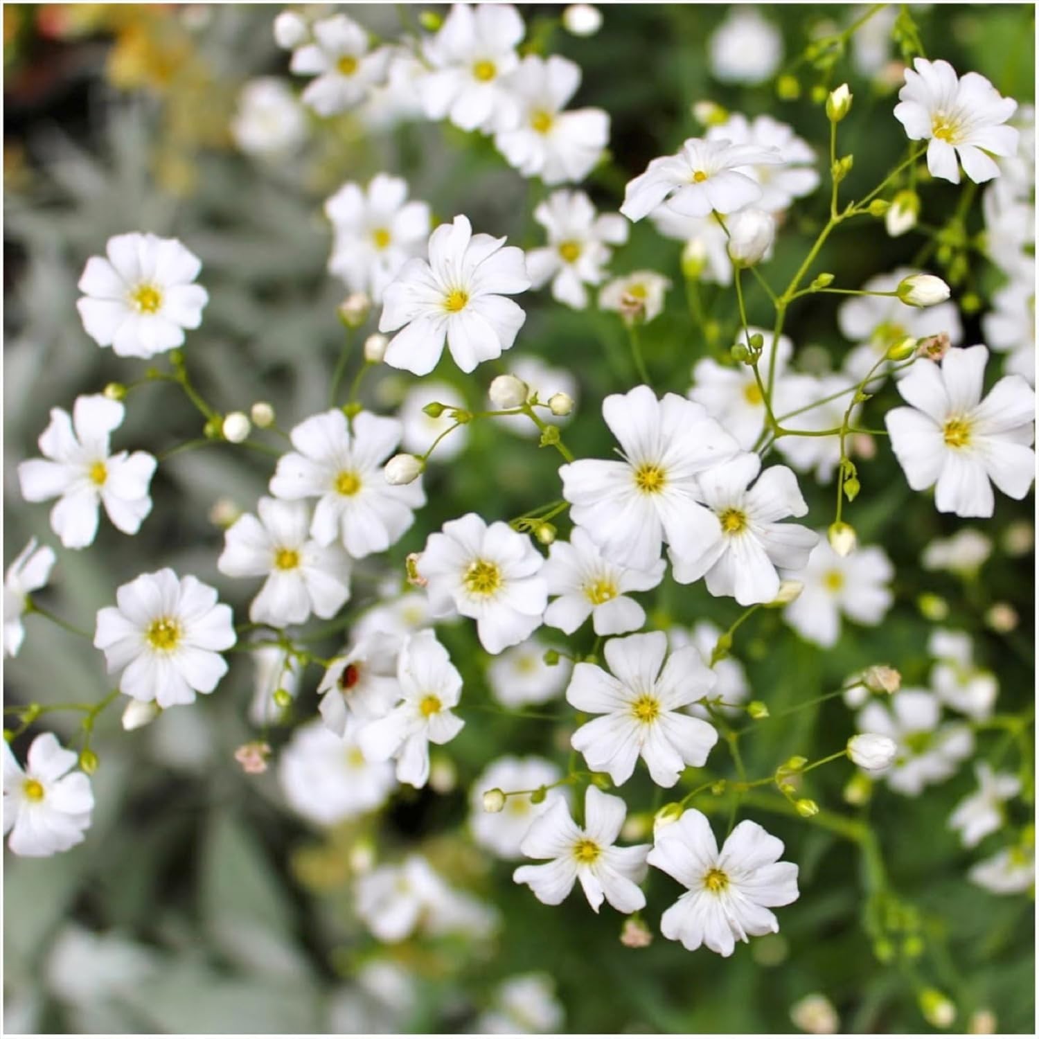 Open Pollinated White Baby’s Breath Seeds – 2000 Count for Floral Beauty