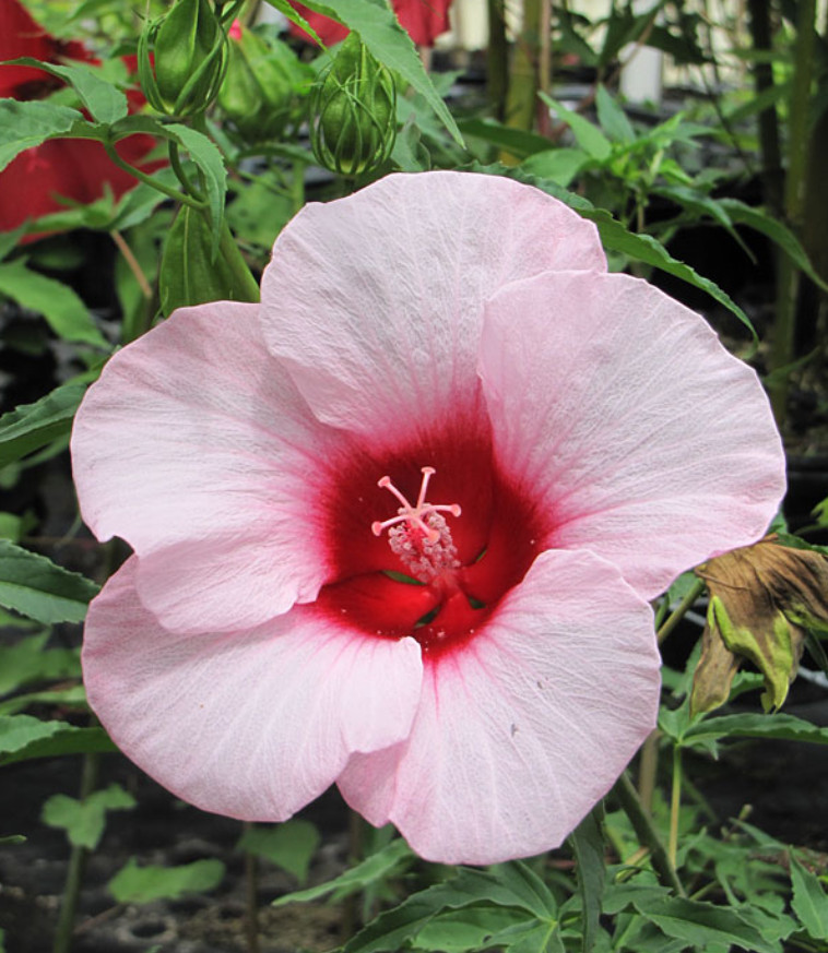 Set 2 Lady Baltimore Hibiscus Plant – 4-6″ Tall – Hardy Giant Flower Perennial