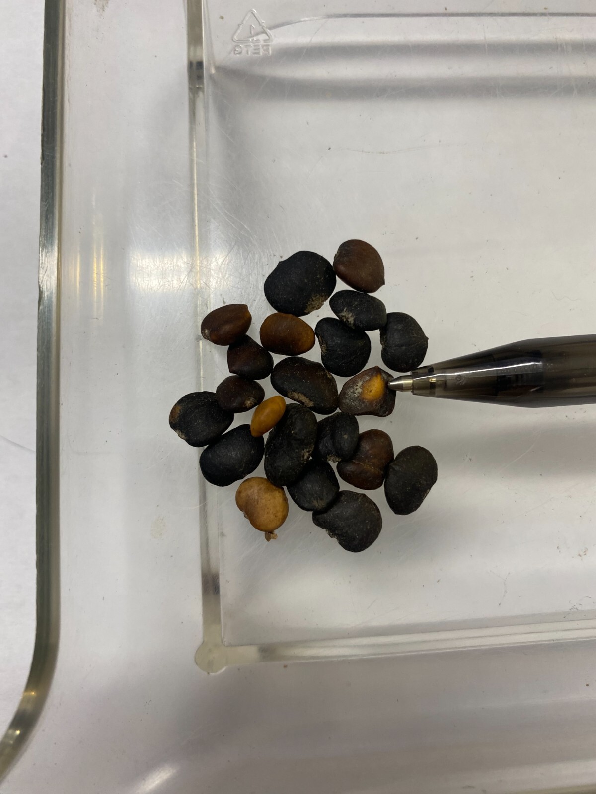 Magnolia insignis | Chinese Magnolia | 10 Seeds