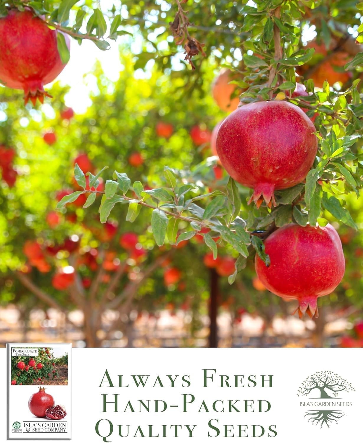 Pomegranate Tree Seeds Punica granatum – 30+ Non-GMO Fruit Tree Seeds for Pla…